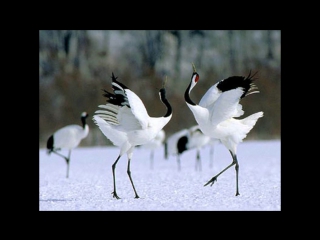 fighting cranes.